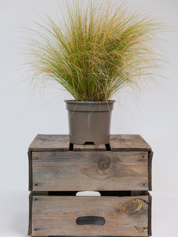 Grass.